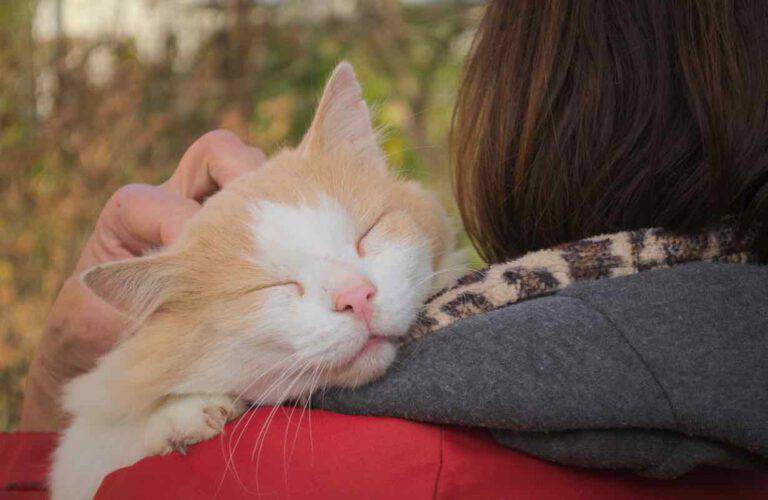 Il Tuo Gatto Ti Vuole Bene Ecco Alcuni Segnali Che Lo Dimostrano