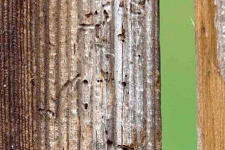 Ho Trovato Dei Piccoli Buchi Nel Legno Sono State Le Api A Farli