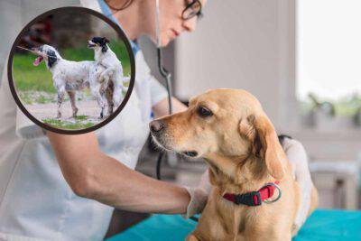 Perch Il Mio Cane Femmina Monta Cosa Significa