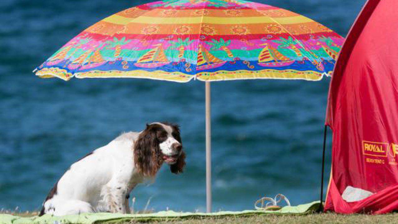 Le Spiagge Per Cani Suddivise Per Regioni