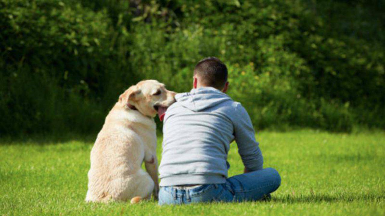 I cani sentono il padrone quando è nervoso - amoreaquattrozampe.it