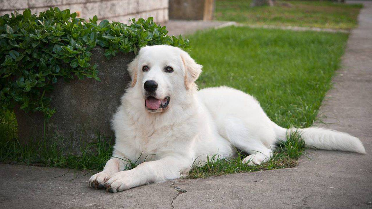 Cane Da Pastore Abruzzese Scheda Completa Di Questa Razza