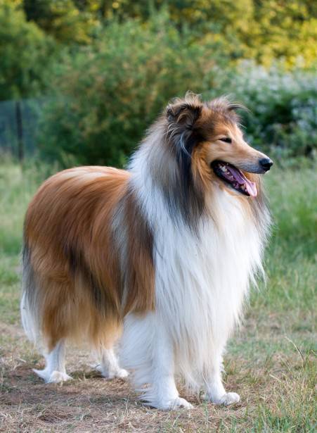 cane-da-pastore-scotch-collie-la-scheda-a-completa-di-questa-razza