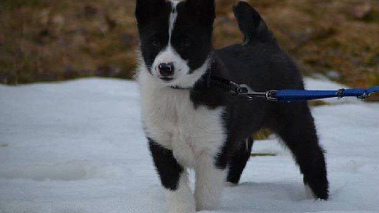 Cane Da Orso Della Carelia Scheda Completa Di Questo Cane