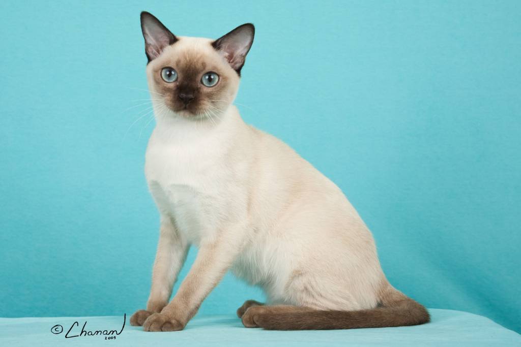 Il Tonkinese: un gatto tutto dire - amoreaquattrozampe.it