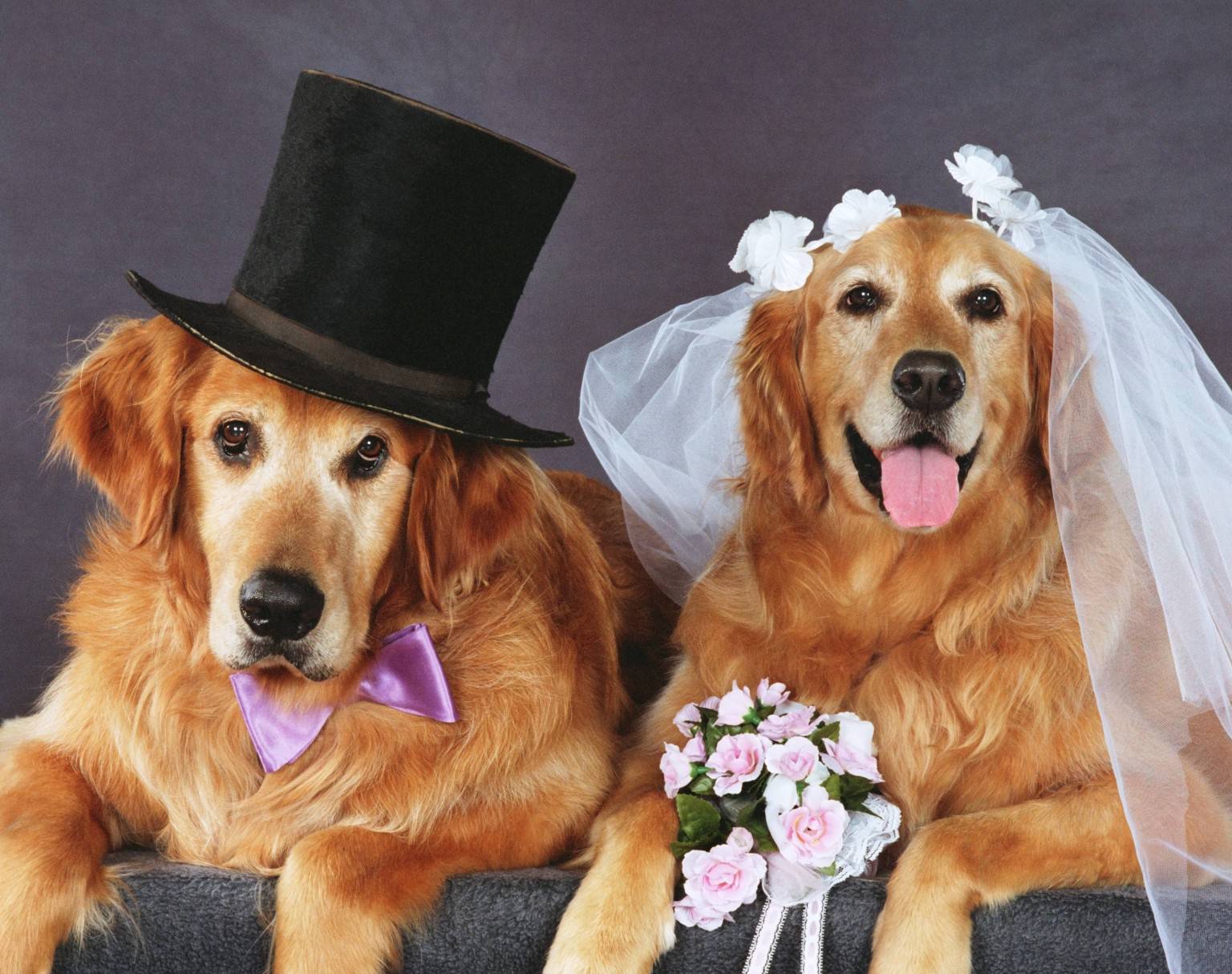 Succede anche questo: è andato in scena un matrimonio tra cani