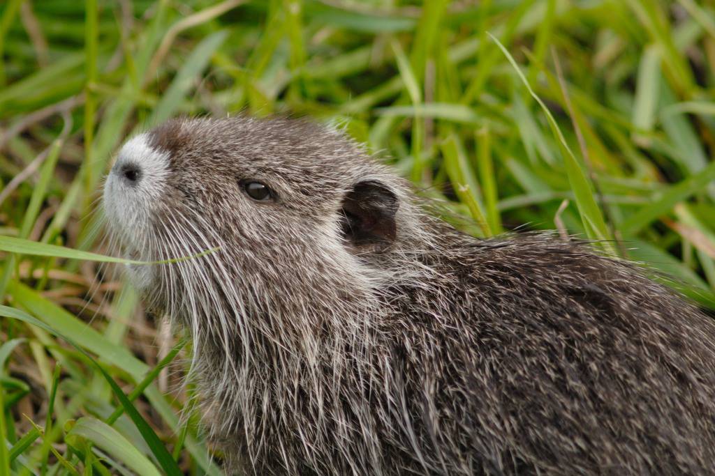 Arrivano Le Nutrie In Arrosto Ricette Culinarie In Rete