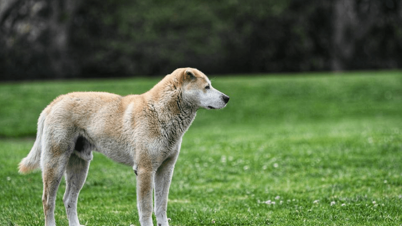 Cane Randagio Vive Da 13 Anni In Un Parco Pubblico Fotografie Commoventi