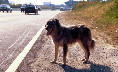 recapiti soccorso animali