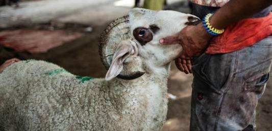 Festa del sacrificio: circa 200mila animali saranno 