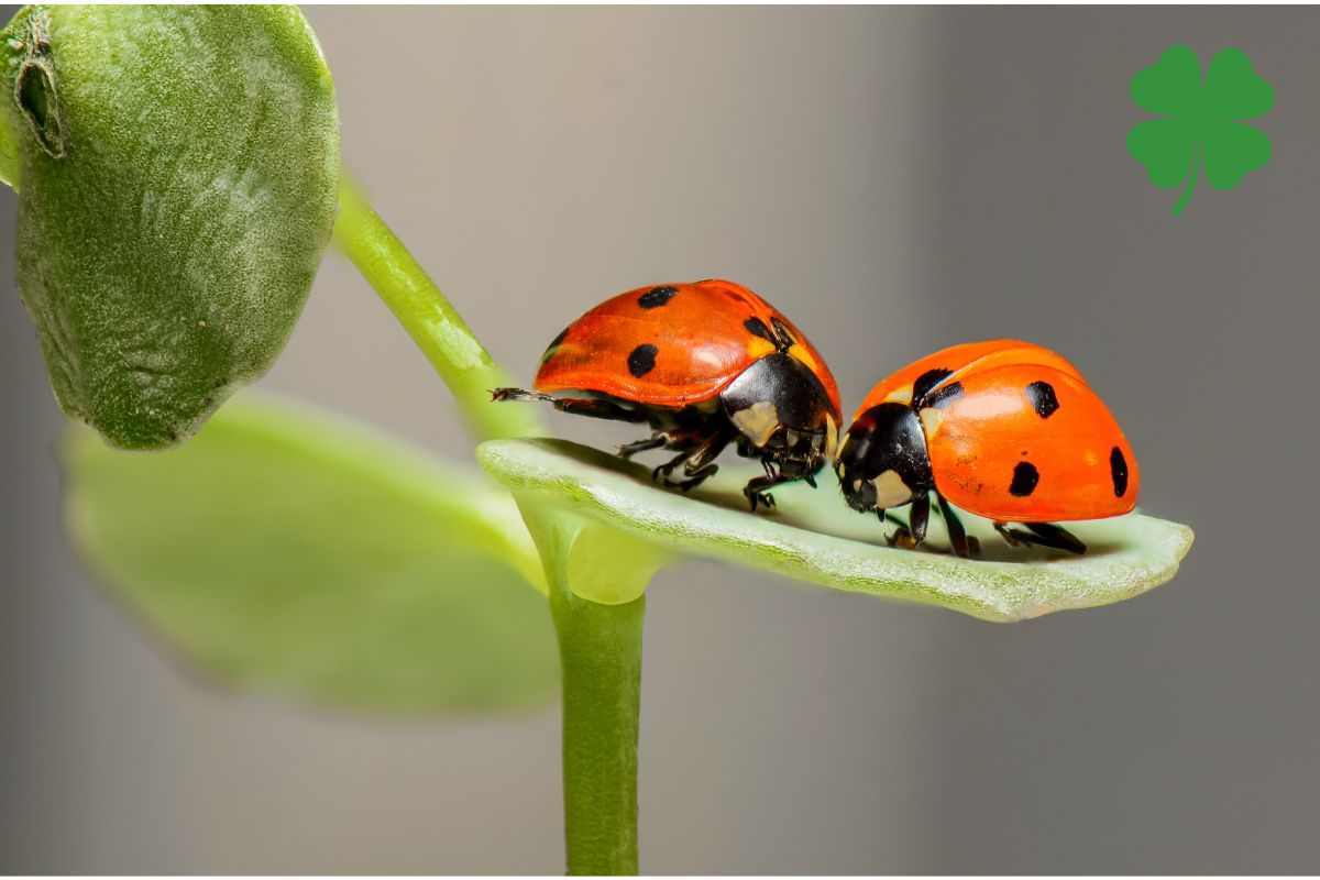 Coccinelle 