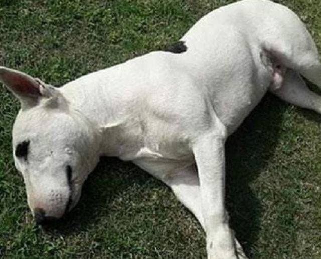 Rubano il cane, un bull terrier per farlo combattere