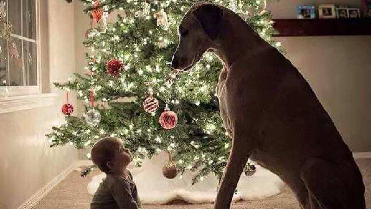 Regali Di Natale Per I Figli.Cucciolo Il Regalo Ideale Per Un Bambino Soprattutto Se Figlio Unico