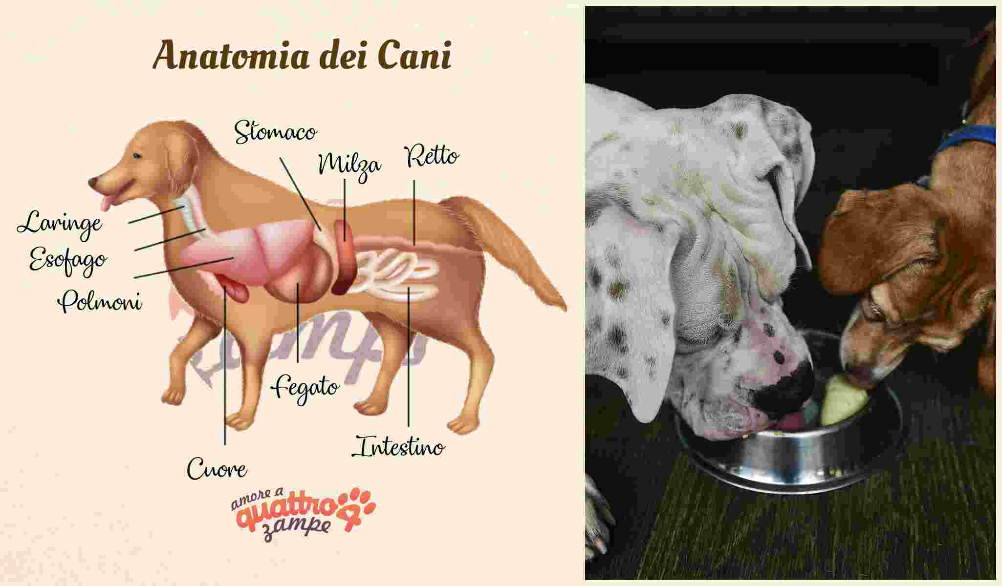 Cosa possono mangiare i cani: cibi consigliati e da evitare