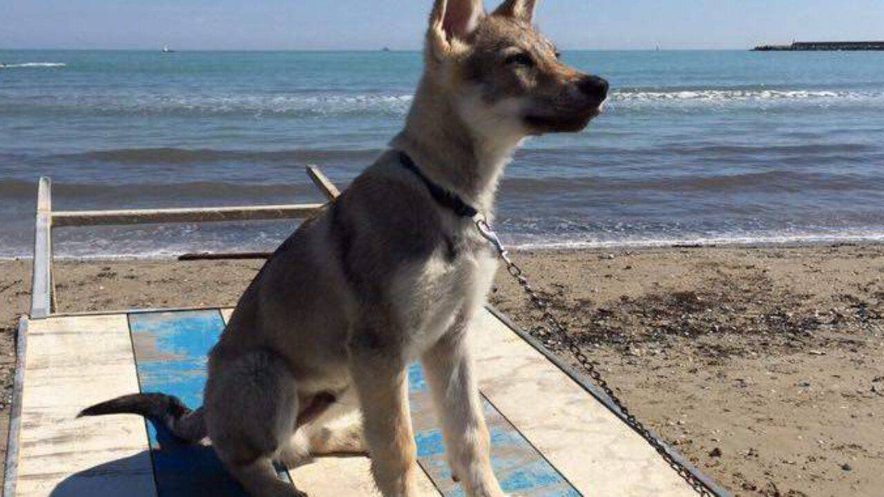 Cani Al Mare Tutte Le Spiagge Del Sud Italia Attrezzate Per