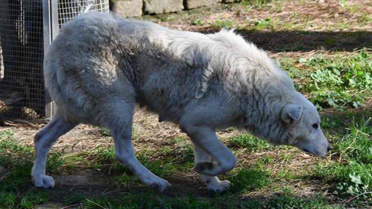 Le Violenze Che I Cani Maremmani Subiscono Ogni Giorno