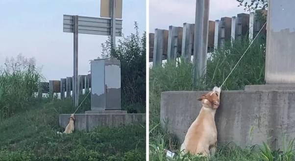 cane legato autostrada