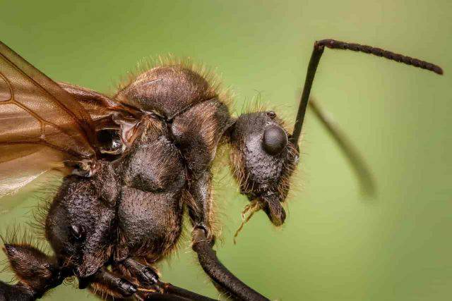 Gli Insetti Più Pericolosi Del Mondo Ecco Quali Sono E Dove Vivono 