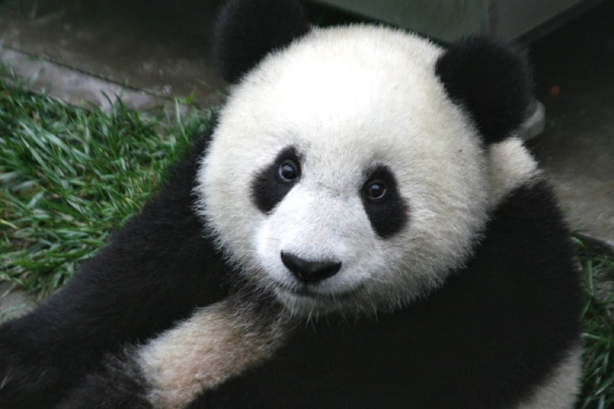 Cina nasce il primo Panda Cafe, ma non è quello che