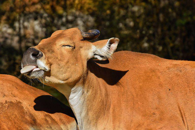 Animali Con La B: Tutti Quelli Che Iniziano Per B In Italiano E In Inglese