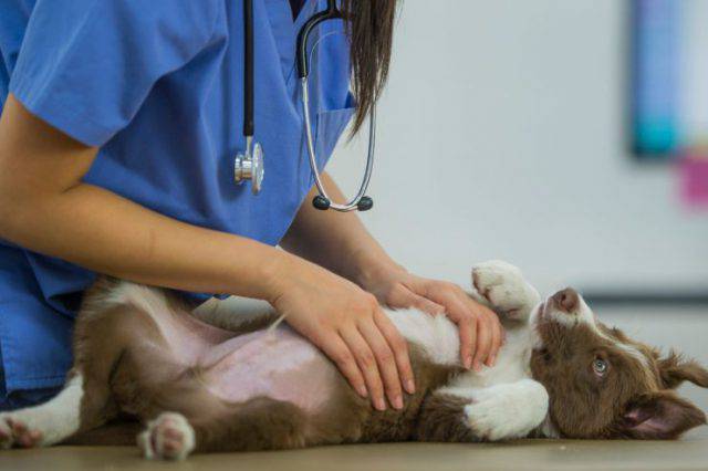 Piometra Nel Cane Le Cause I Sintomi E Il Trattamento