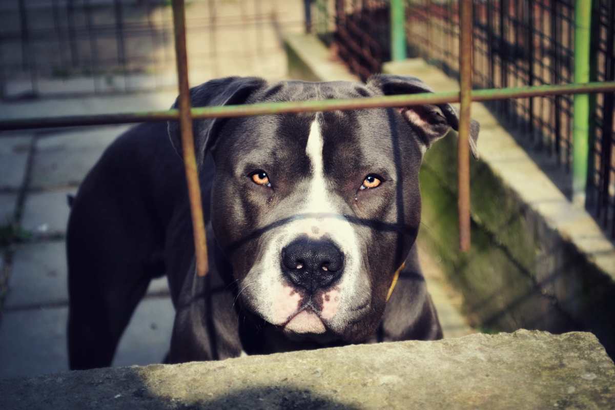 Ladri uccidono cane mentre rubano in casa: due episodi in poche ore