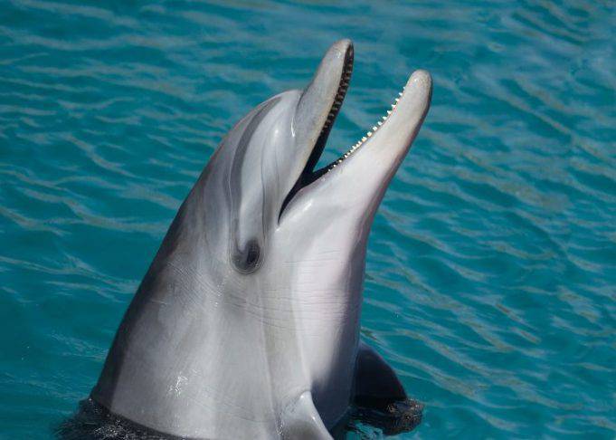 Delfino cosa mangia dove vive caratteristiche e curiosità