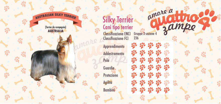 australian silky terrier scheda razza