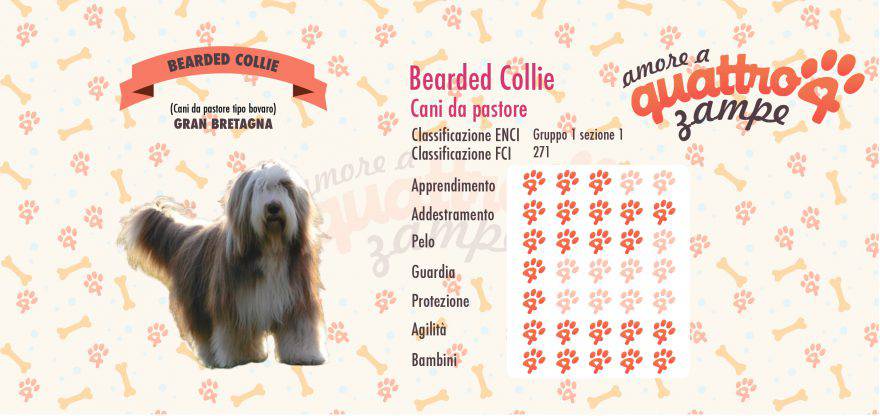 BEARDED COLLIE scheda razza