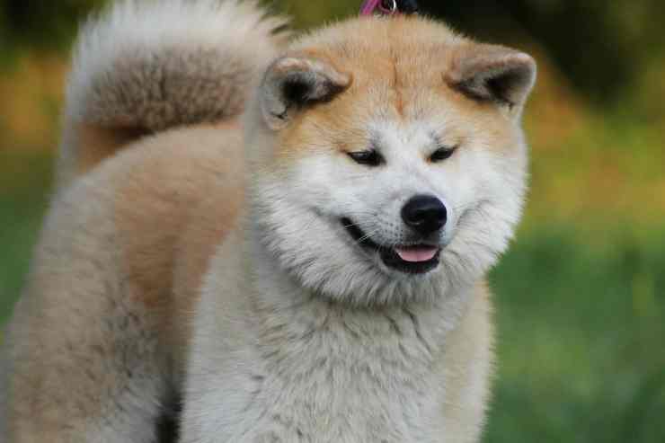 Akita razza del cane (Foto Pixabay)