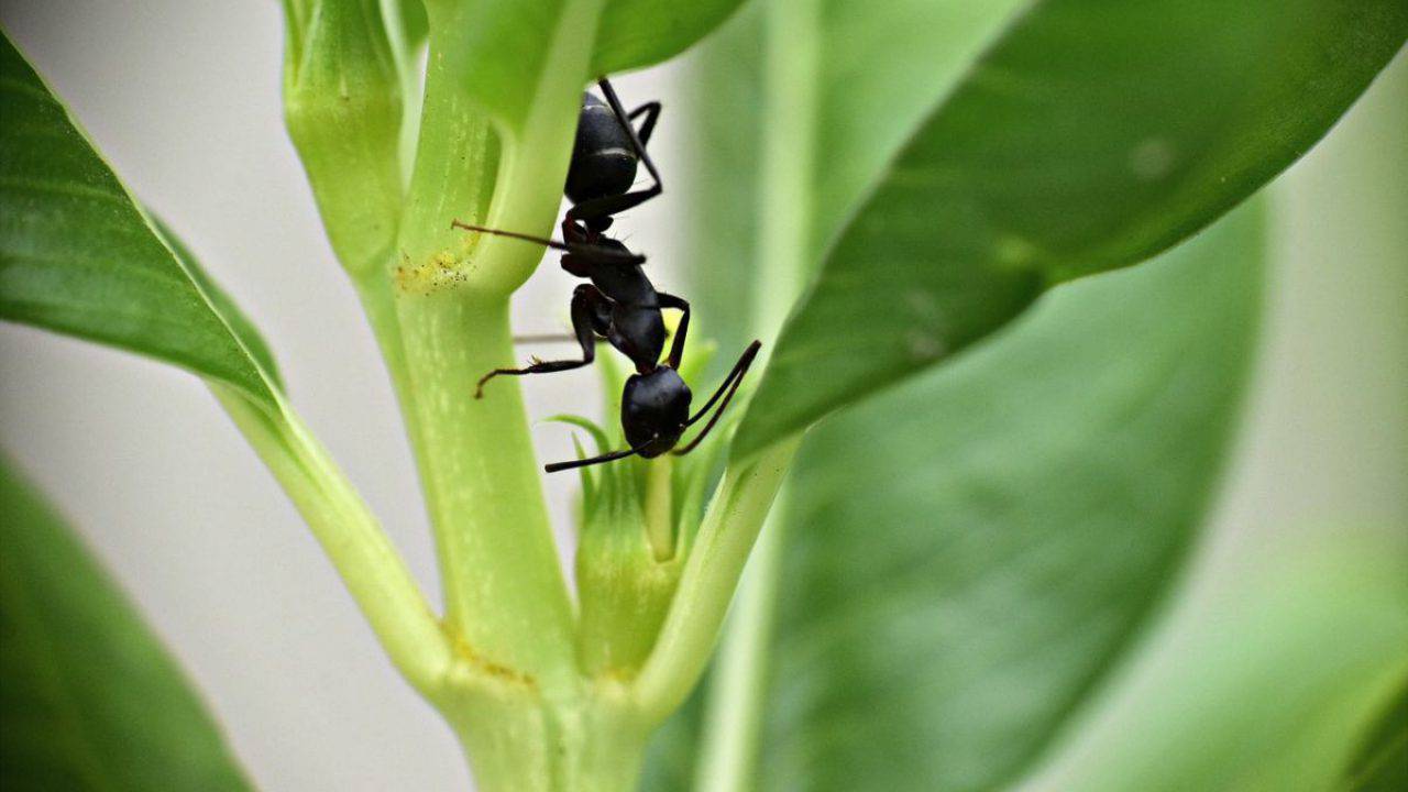 Riconoscere Le Formiche Tutte Le Caratteristiche Da Riconoscere