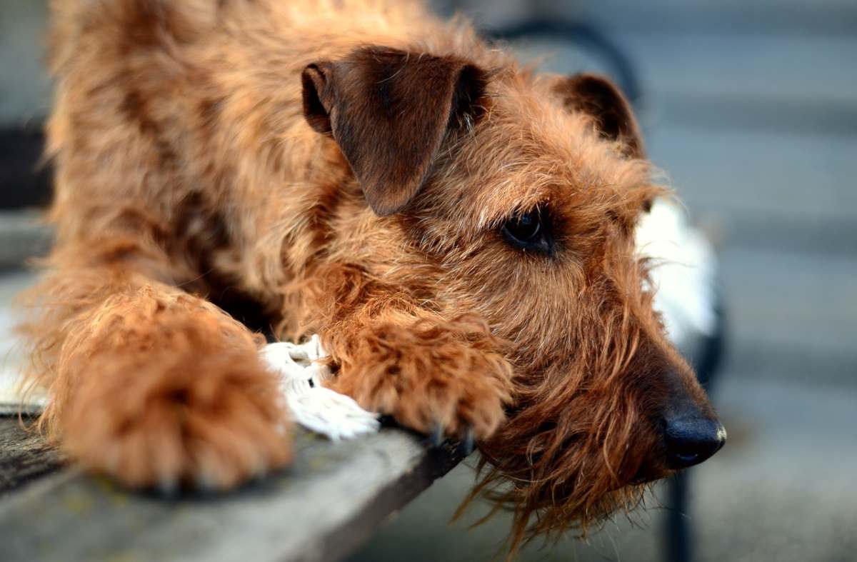 Cimurro Nel Cane Sintomi E Come Aiutare Fido A Proteggersi Dal Virus