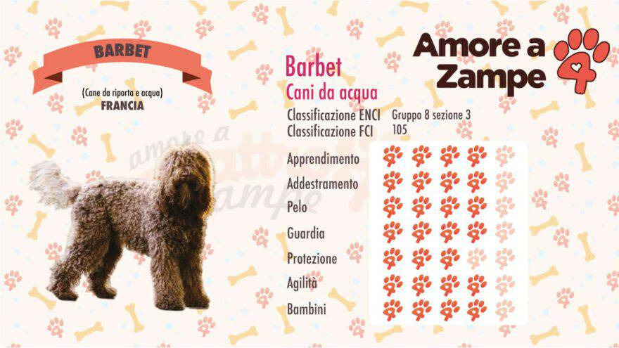 infografica cane barbet