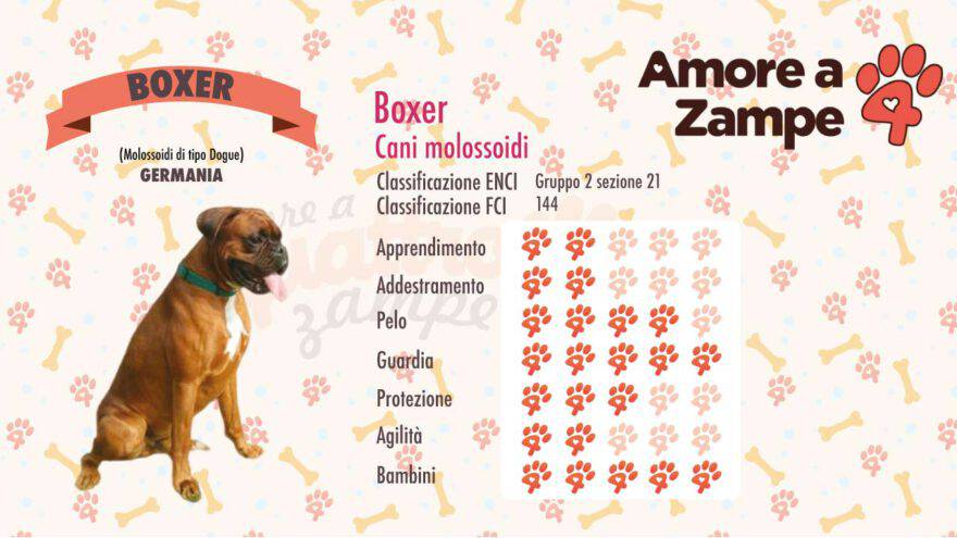 infografica cane BOXER new