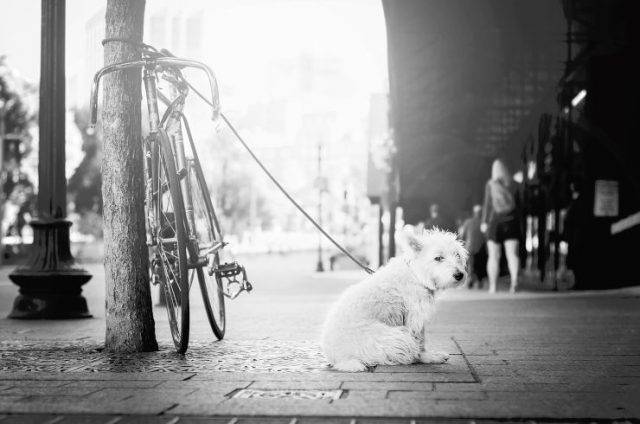 animali al guinzaglio in bicicletta