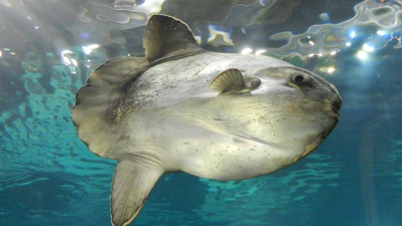 pesce luna curiosita e fatti poco noti su questo animale assurdo