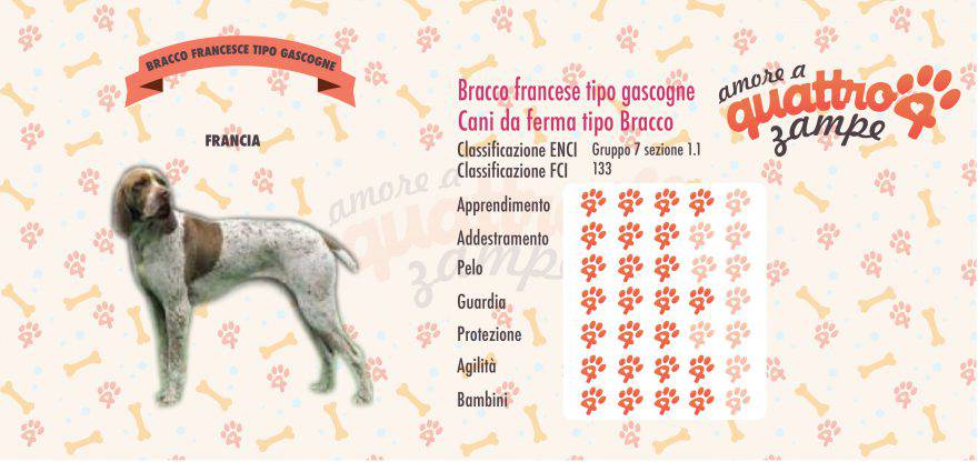 Bracco Francese tipo Gascogne scheda razza