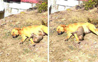 cane adotta cucciolo scimmia