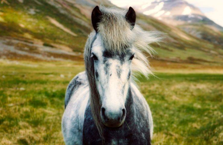 cavallo in natura