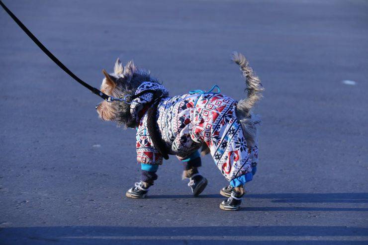 cane con scarpe