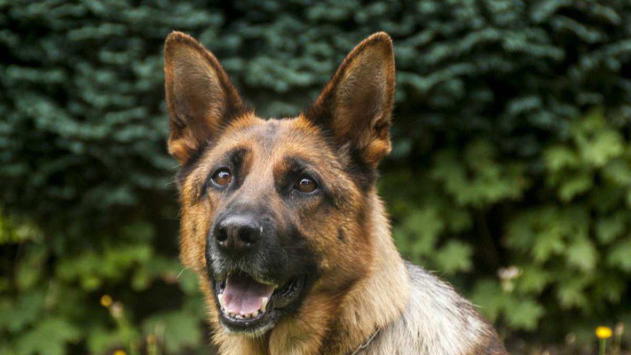 Giubbotti antiproiettile e tanto affetto, un bimbo protegge i cani  poliziotto