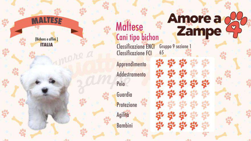 infografica cane MALTESE new