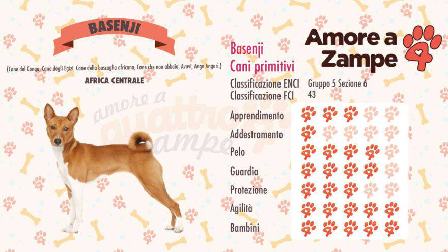 infografica cane basenji new