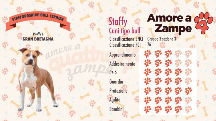 infografica cane staffordsheir terrier