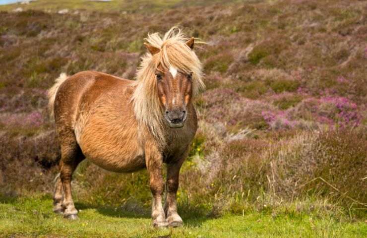 pony nella prateria