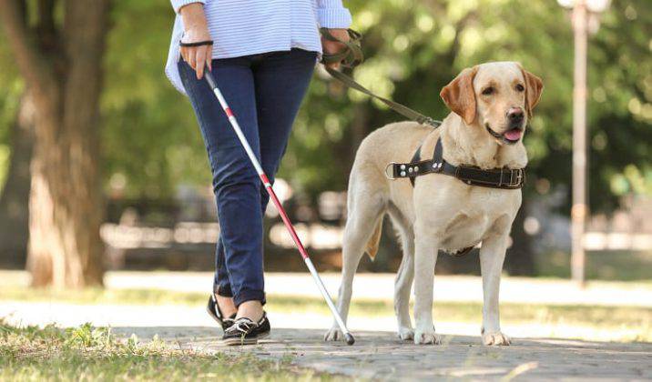 Cane Guida Per Ciechi: Tutti I Vantaggi Previsti Dalla Legge