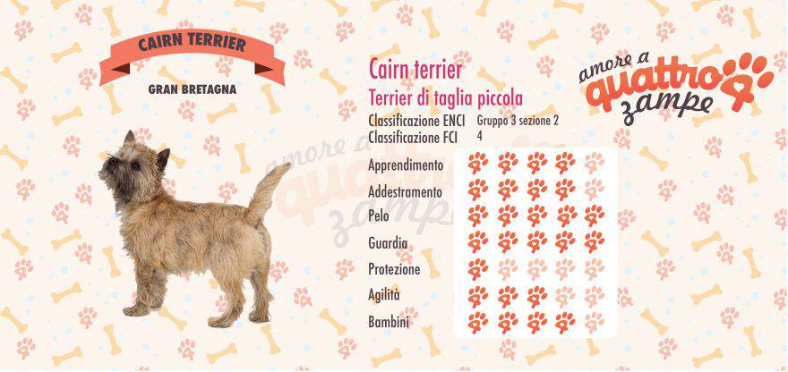 CAIRN TERRIER scheda razza