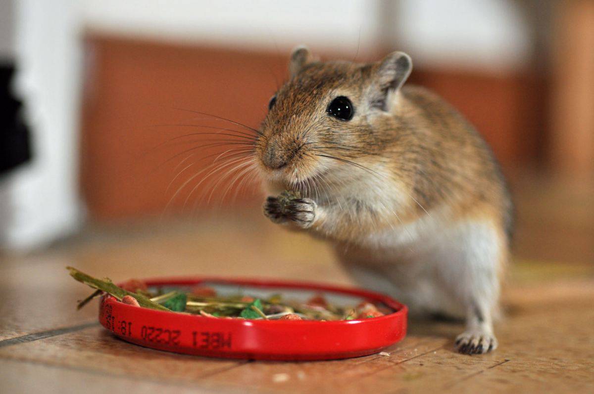 Long do. Песчанка кушает. Gerbils. Gerbil Squeak. Exuberant Gerbil.