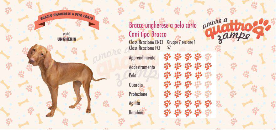 Bracco ungherese a pelo corto scheda razza