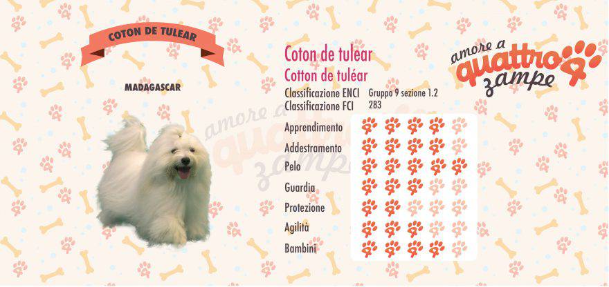 COTON DE TULEAR scheda razza